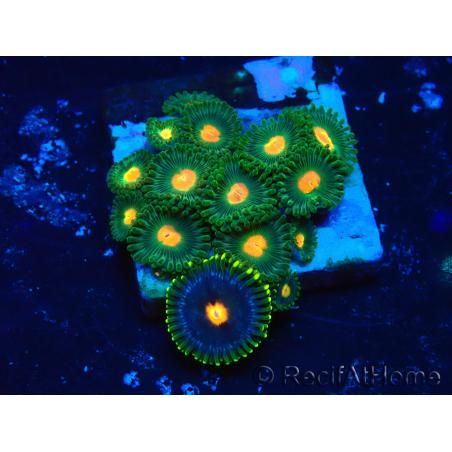 WYSIWYG - Zoanthus Maricultura Indo Aclimatado bajo led