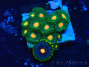 WYSIWYG - Zoanthus Mariculture Indo Acclimaté sous led