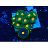 WYSIWYG - Zoanthus 14N3 Mariculture Indo Acclimaté sous led