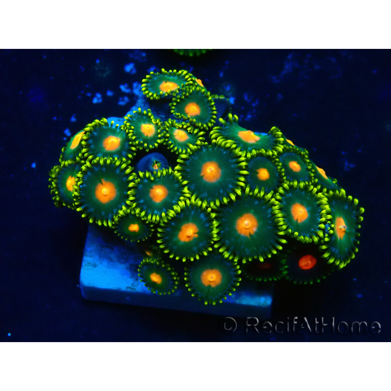 WYSIWYG - Zoanthus Maricultura Indo Aclimatado bajo led