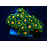WYSIWYG - Zoanthus Mariculture Indo Acclimated under LED
