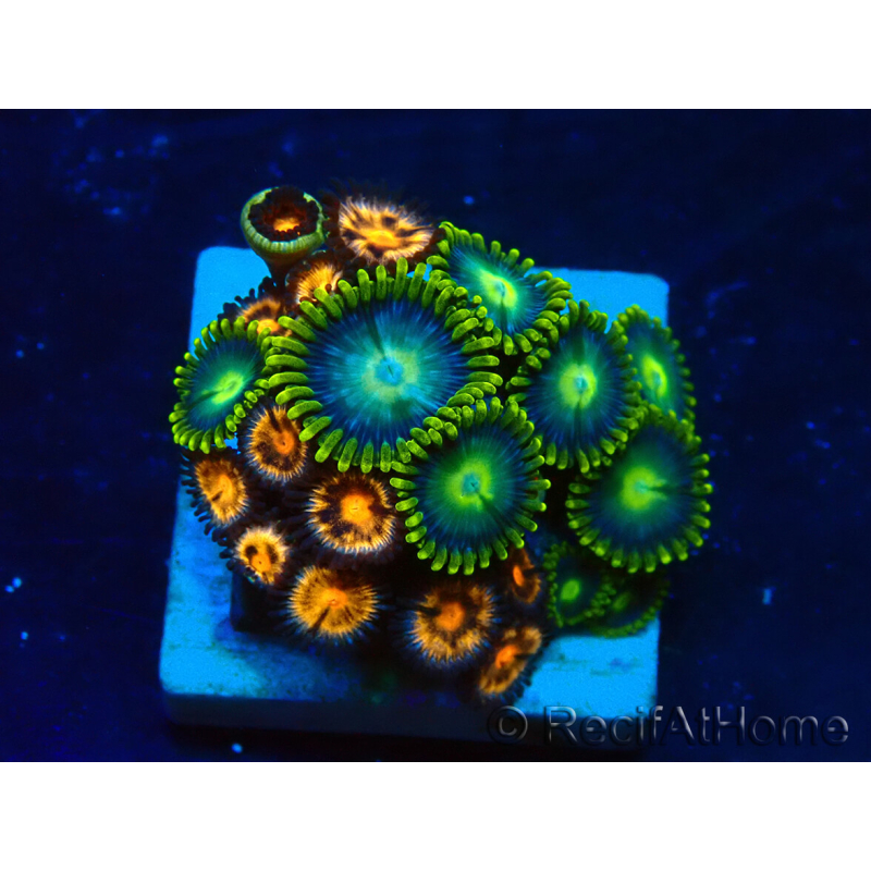 WYSIWYG - ZoanthusMaricultura Indo Aclimatado bajo LED.