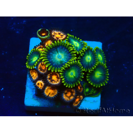 WYSIWYG - ZoanthusMaricoltura Indo Acclimatato sotto led