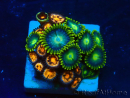 WYSIWYG - ZoanthusMariculture Indo Acclimated under LED