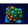 WYSIWYG - ZoanthusMaricoltura Indo Acclimatato sotto led