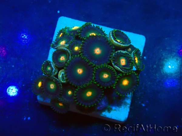 WYSIWYG - Zoanthus 14N6 Mariculture Indo Acclimaté sous led