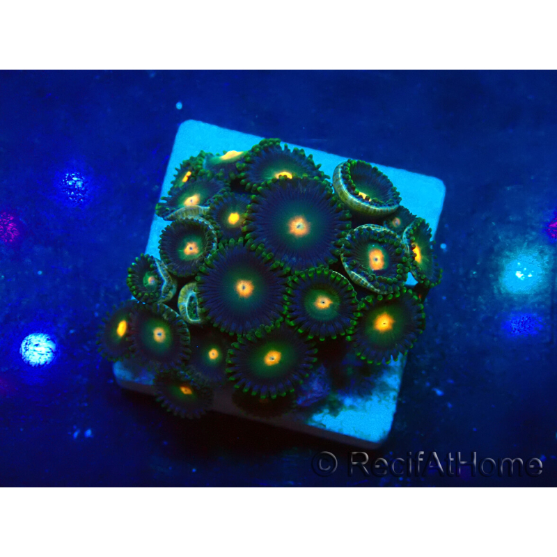 WYSIWYG - Zoanthus 14N6 Mariculture Indo Acclimaté sous led