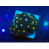 WYSIWYG - ZoanthusMaricoltura Indo Acclimatato sotto led
