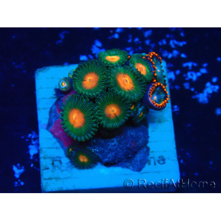 WYSIWYG - ZoanthusMaricultura Indo Aclimatado bajo led