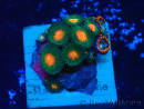 WYSIWYG - ZoanthusMaricultura Indo Aclimatado bajo led