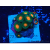 WYSIWYG - ZoanthusMaricoltura Indo Acclimatato sotto led