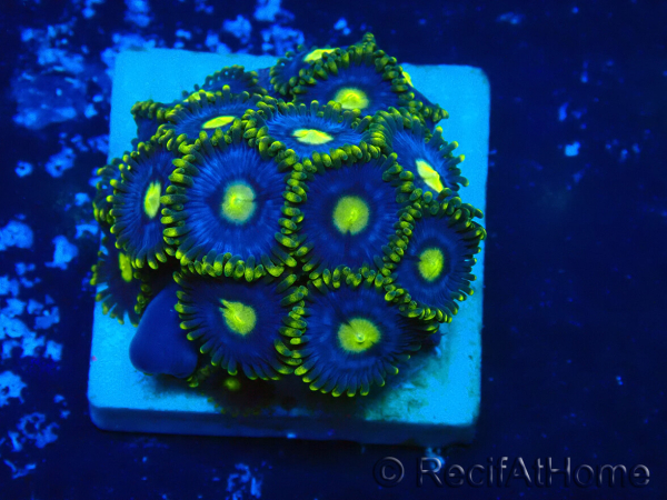 WYSIWYG - ZoanthusMariculture Indo Acclimaté sous led
