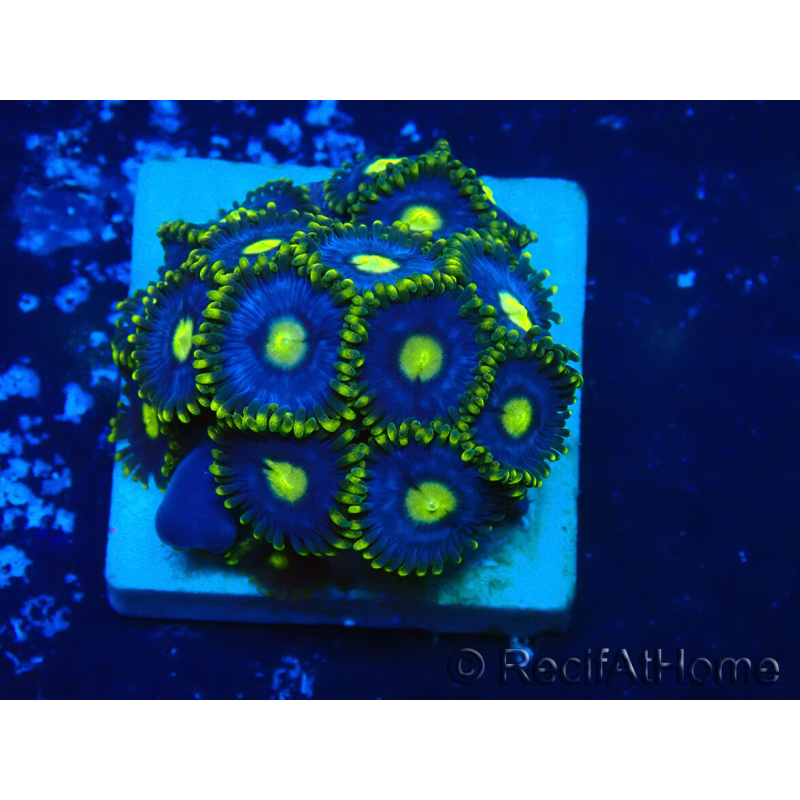 WYSIWYG - ZoanthusMariculture Indo Acclimated under LED