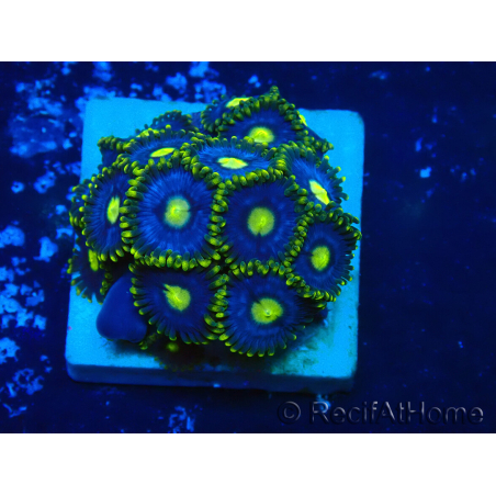 WYSIWYG - ZoanthusMarikultur Indo Akklimatisiert unter LED