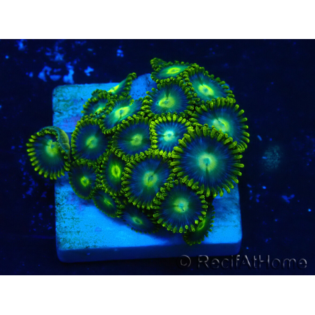 WYSIWYG - ZoanthusMarikultur Indo unter LED akklimatisiert