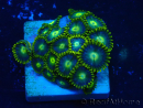 WYSIWYG - ZoanthusMaricoltura Indo Acclimatato sotto led