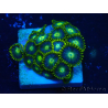 WYSIWYG - Zoanthus 14O3 Mariculture Indo Acclimaté sous led