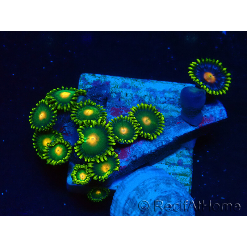 WYSIWYG - Zoanthus 14O4 Mariculture Indo Acclimaté sous led