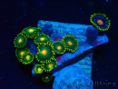 WYSIWYG - ZoanthusMariculture Indo Acclimaté sous led