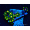 WYSIWYG - ZoanthusMariculture Indo Acclimated under LED