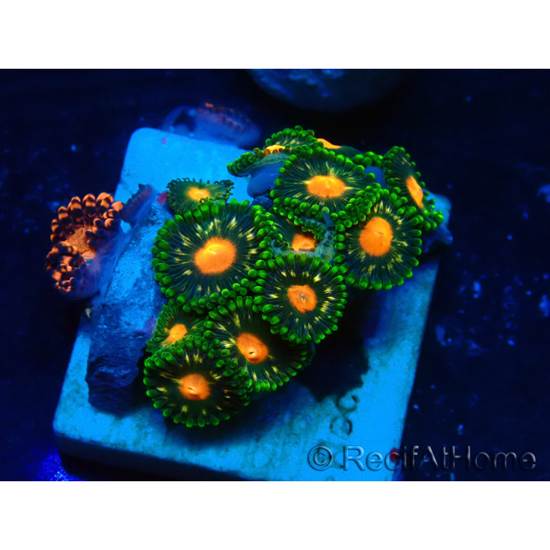 WYSIWYG - ZoanthusMarikultur Indo Akklimatisiert unter LED