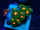 WYSIWYG - ZoanthusMarikultur Indo Akklimatisiert unter LED