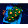 WYSIWYG - ZoanthusMariculture Indo Acclimated under LED