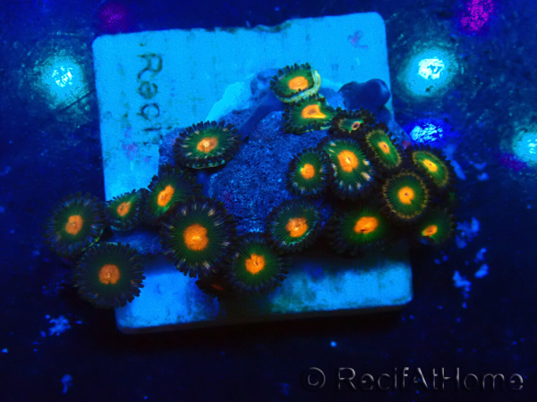 WYSIWYG - ZoanthusMariculture Indo Acclimated under LED