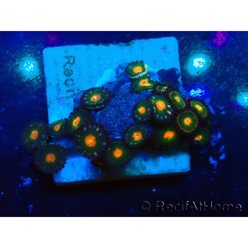 WYSIWYG - ZoanthusMariculture Indo Acclimated under LED