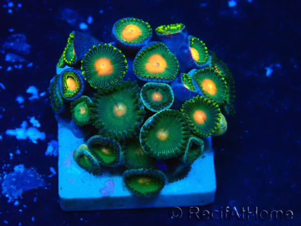 WYSIWYG - ZoanthusMariculture Indo Acclimated under LED