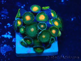 WYSIWYG - Zoanthus Maricultura Indo Acclimatato sotto led