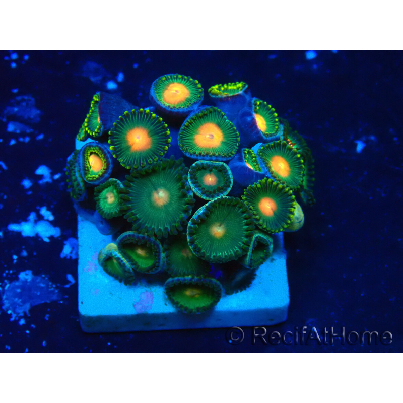 WYSIWYG - Zoanthus Maricultura Indo Acclimatato sotto led