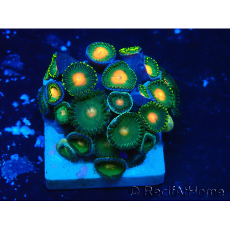WYSIWYG - ZoanthusMariculture Indo Acclimated under LED