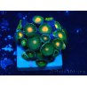 WYSIWYG - Zoanthus 14P1 Mariculture Indo Acclimaté sous led