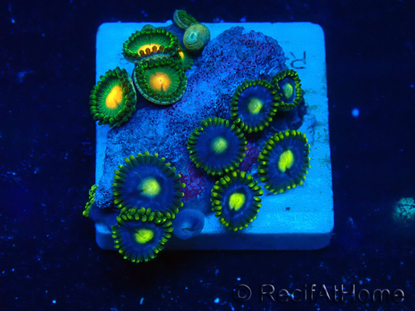 WYSIWYG - ZoanthusMaricultured Indo Acclimated under LED