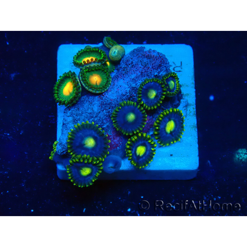 WYSIWYG - ZoanthusMaricultured Indo Acclimated under LED