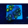 WYSIWYG - ZoanthusMaricoltura Indo Acclimatato sotto LED