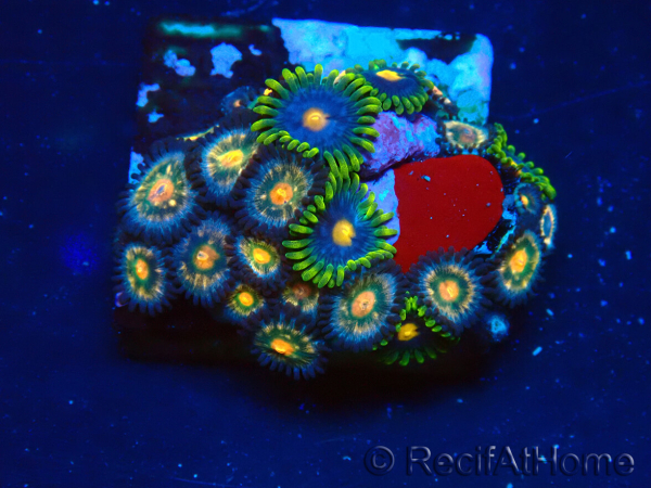 WYSIWYG - Zoanthus Mariculture Indo Acclimaté sous led