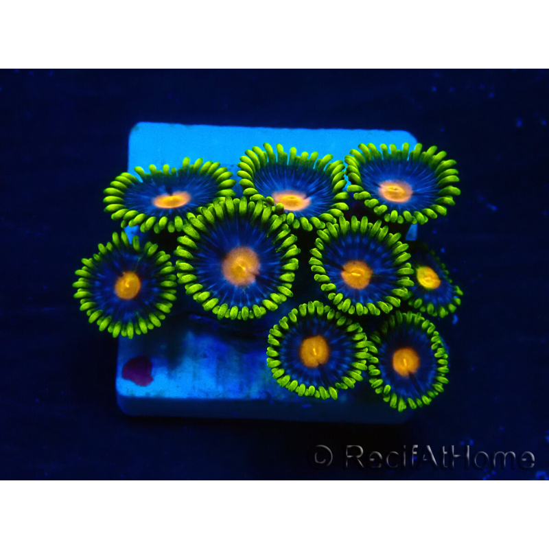 WYSIWYG - ZoanthusMarikultur Indo unter LED akklimatisiert