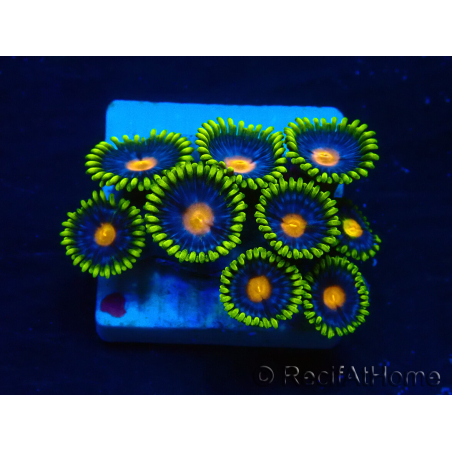 WYSIWYG - ZoanthusMarikultur Indo unter LED akklimatisiert