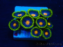 WYSIWYG - ZoanthusMaricultura Indo Aclimatado bajo led