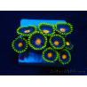 WYSIWYG - ZoanthusMaricultura Indo Aclimatado bajo led