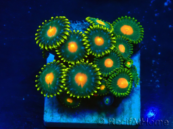 WYSIWYG - ZoanthusMaricultura Indo Acclimatato sotto led