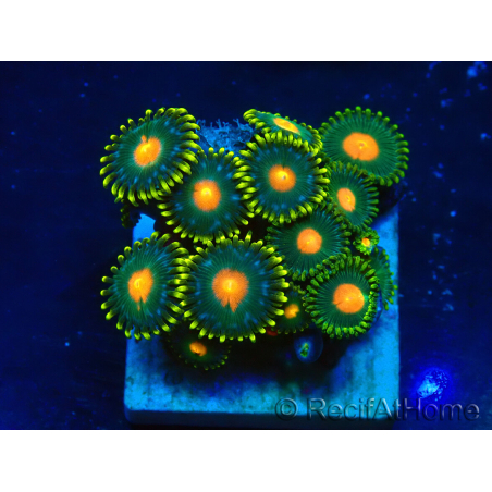 WYSIWYG - ZoanthusMariculture Indo Acclimated under LED
