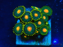 WYSIWYG - ZoanthusMaricultura Indo Acclimatato sotto led