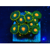 WYSIWYG - Zoanthus 14P5 Mariculture Indo Acclimaté sous led