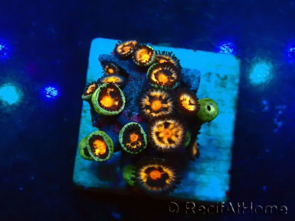 WYSIWYG - ZoanthusMaricoltura Indo Acclimatato sotto LED
