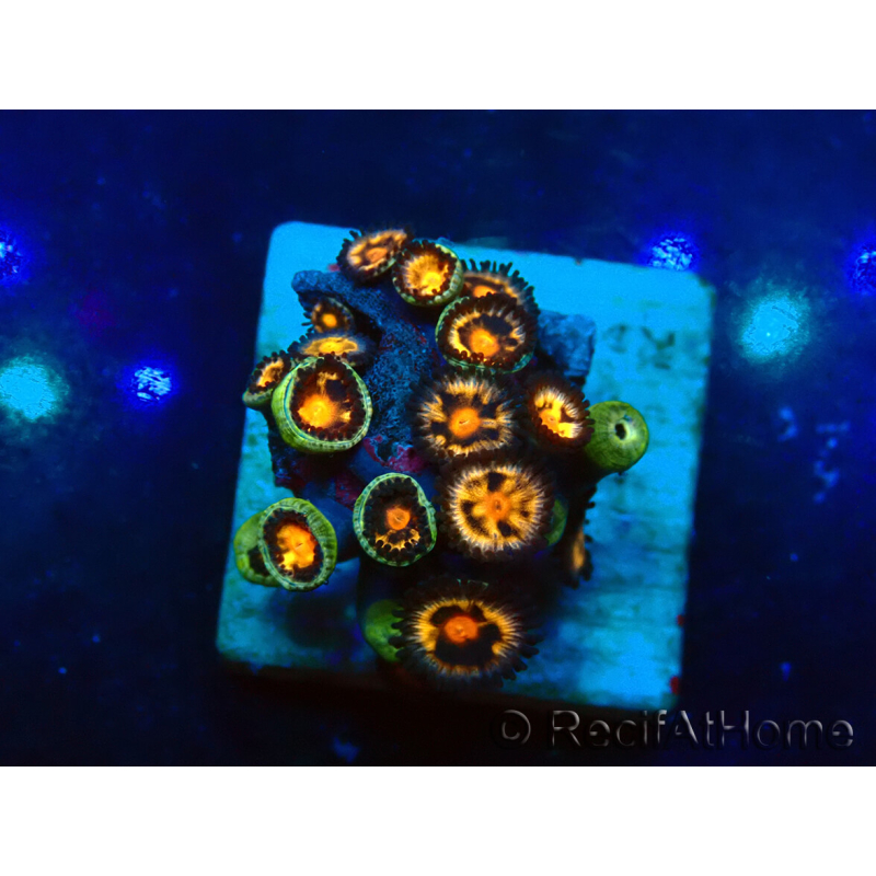 WYSIWYG - ZoanthusMariculture Indo Acclimated under LED