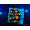 WYSIWYG - ZoanthusMariculture Indo Acclimated under LED