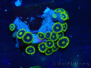 WYSIWYG - Zoanthus Mariculture Indo Acclimaté sous led